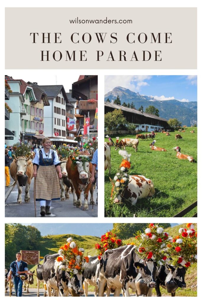 cows home parade alps tradition alpine autumn mountains cattle grazing flowers bells cheese crowns folk celebration